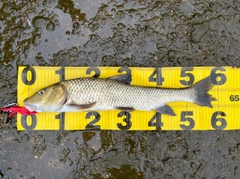 ニゴイの釣果