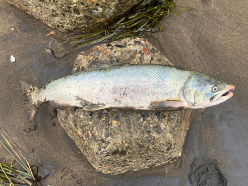 アキアジの釣果