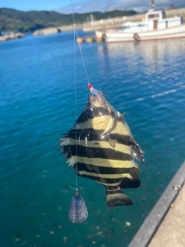 サンバソウの釣果