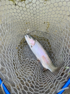 ニジマスの釣果