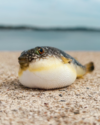 フグの釣果