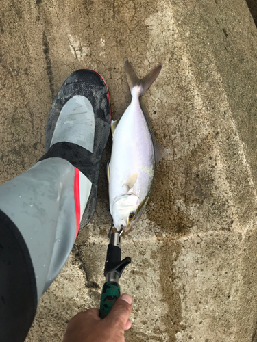 シオの釣果