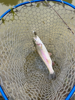 ニジマスの釣果