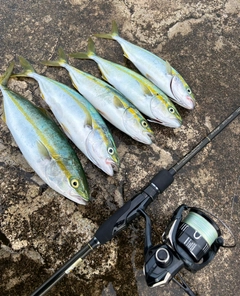 ツバイソの釣果