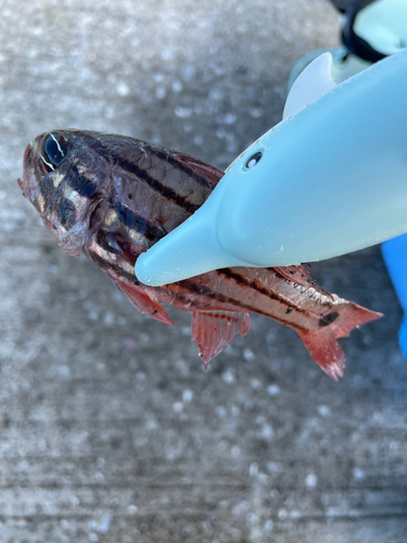 ネンブツダイの釣果