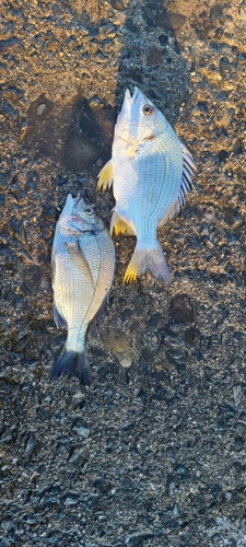 キチヌの釣果