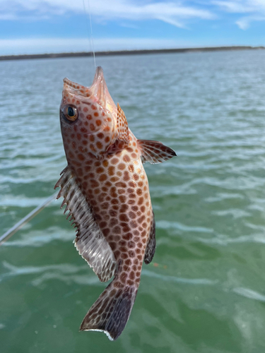 コモンハタの釣果