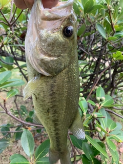 ラージマウスバスの釣果