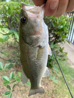 ラージマウスバスの釣果