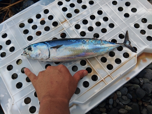 ソウダガツオの釣果