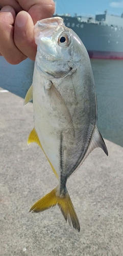 メッキの釣果