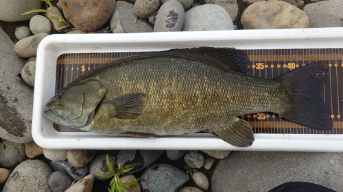 スモールマウスバスの釣果