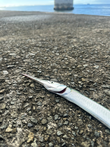 ダツの釣果