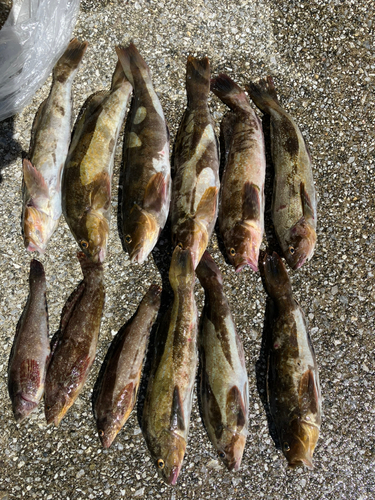 アイナメの釣果