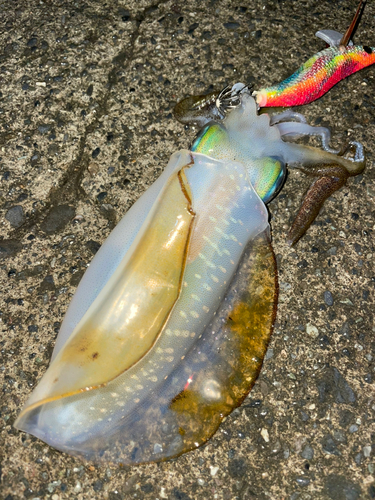 アオリイカの釣果