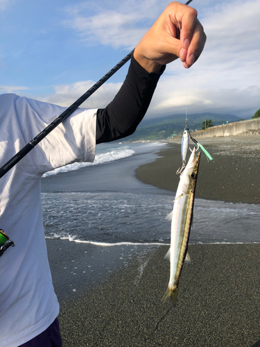 カマスの釣果