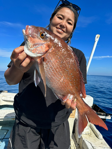 マダイの釣果