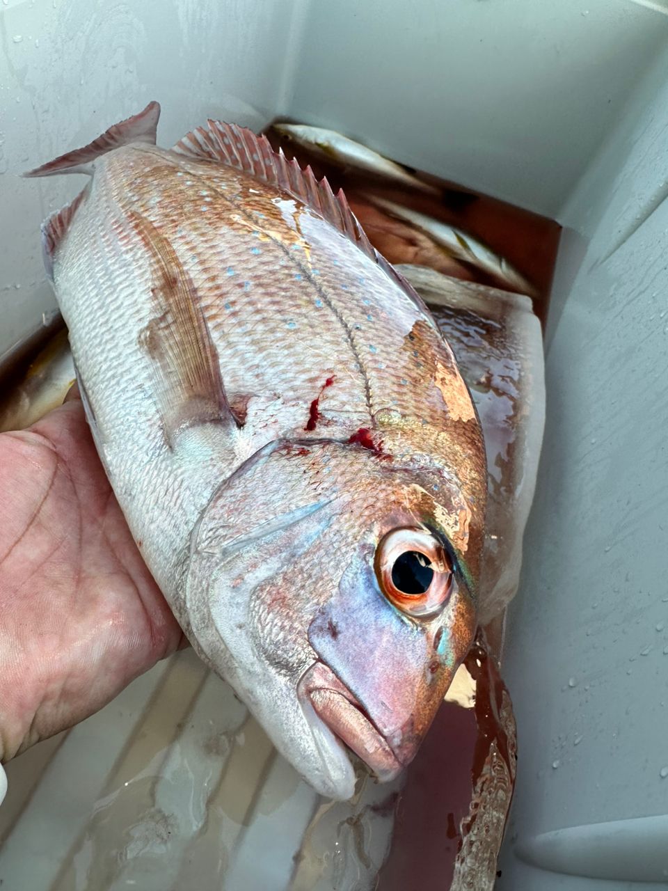 ちーみぃさんの釣果 3枚目の画像