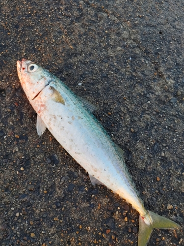 マサバの釣果