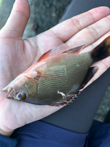 カワハギの釣果