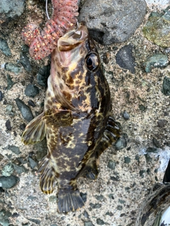 タケノコメバルの釣果