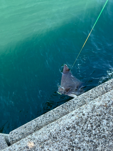 エイの釣果