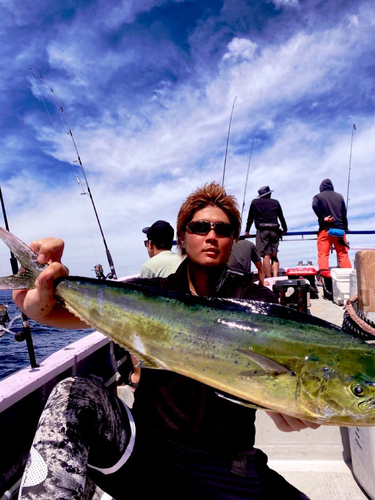 シイラの釣果