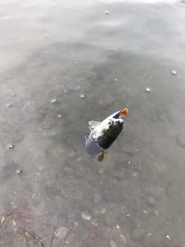 レインボートラウトの釣果