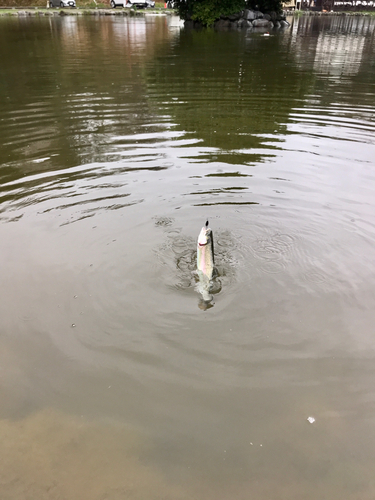 レインボートラウトの釣果