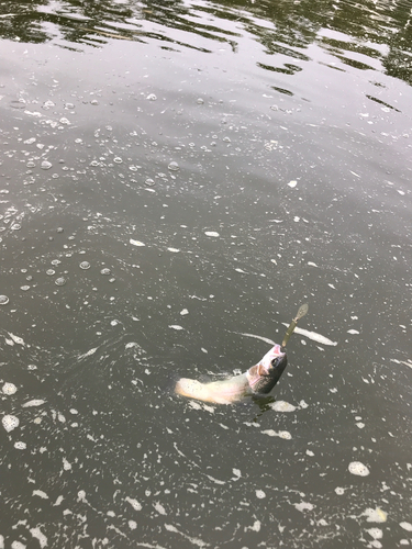 レインボートラウトの釣果