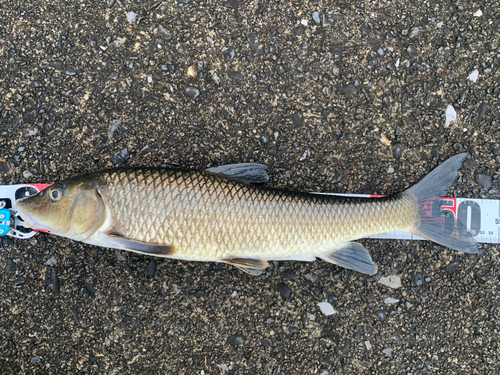 ニゴイの釣果