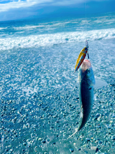 コノシロの釣果