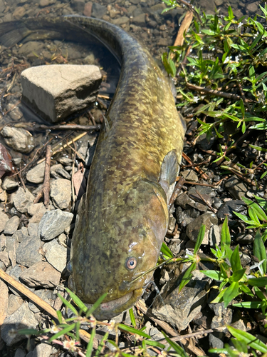 ナマズの釣果