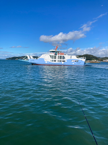 サヨリの釣果