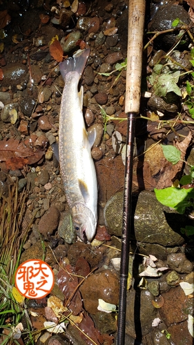 イワナの釣果