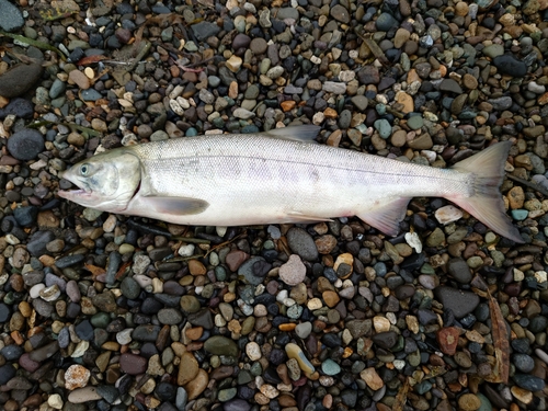 アキアジの釣果