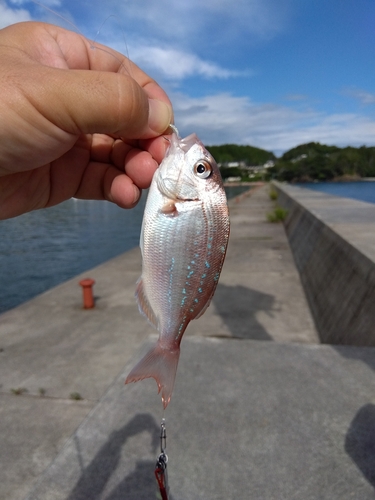 チャリコの釣果