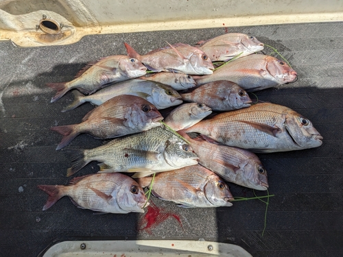 マダイの釣果