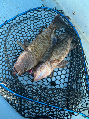 オオモンハタの釣果