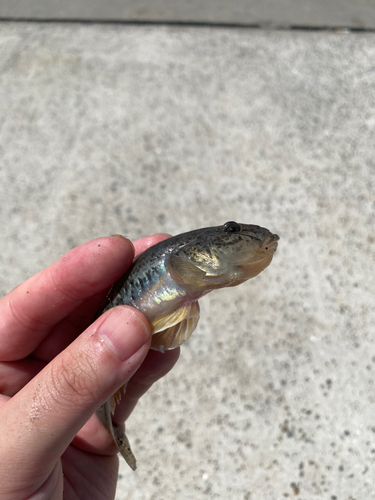 マハゼの釣果