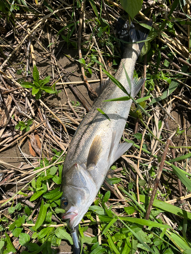 スズキの釣果