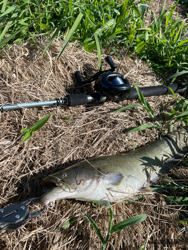 ナマズの釣果