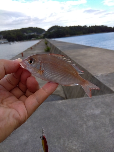 チャリコの釣果