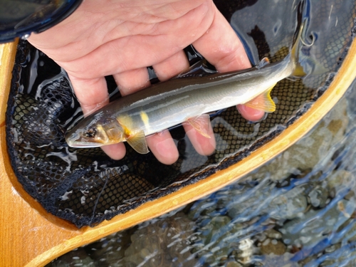 アユの釣果