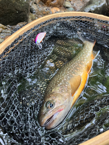 イワナの釣果