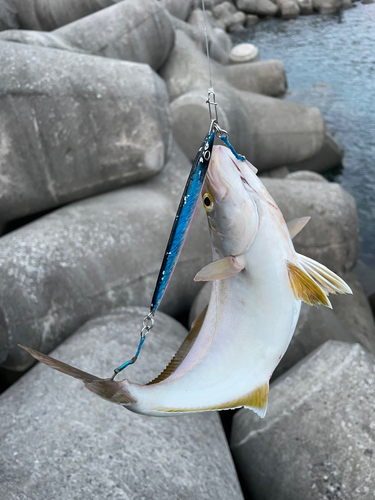 ショゴの釣果