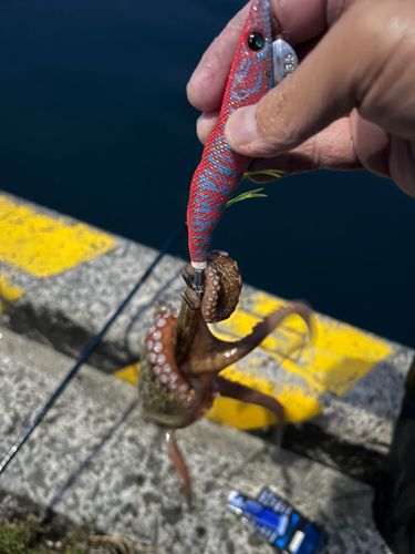 マダコの釣果