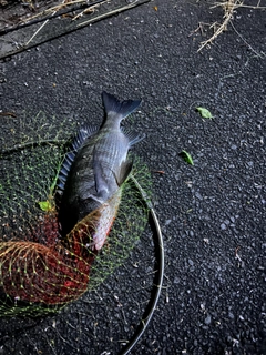 チヌの釣果