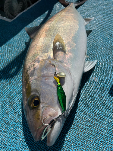 カンパチの釣果