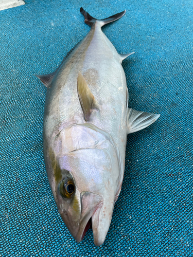 カンパチの釣果